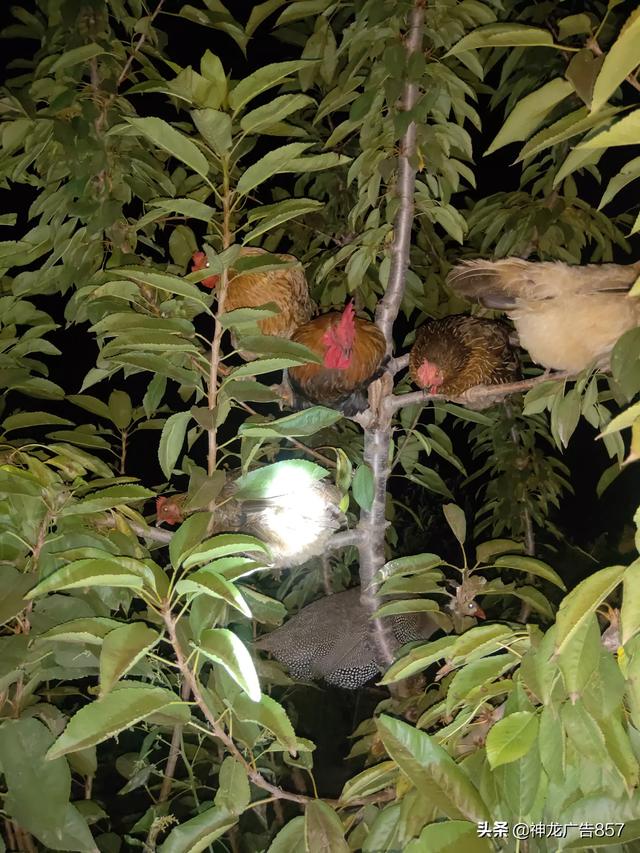 打包的烧鸡怎么吃才好吃(图2)