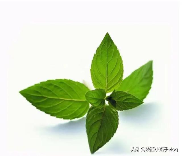 薄荷老叶有什么功效