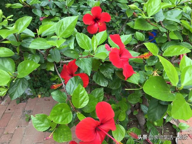 鲁迅《后记》好句及赏析，曾教授关于人生感悟的句子 - 句子网