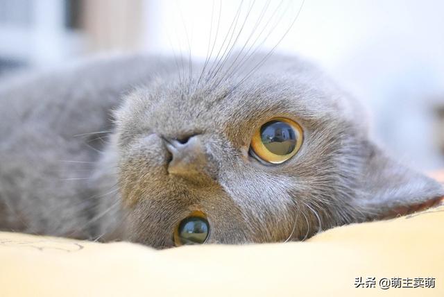 小产后的营养食谱（小产后吃什么营养餐比较好）