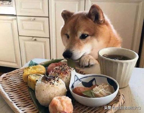 宠物狗多久吃一次米饭?宠物狗多久吃一次米饭比较好!