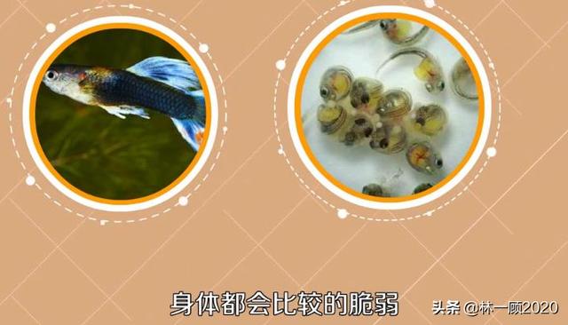 孔雀鱼生小鱼怎么养,第3张