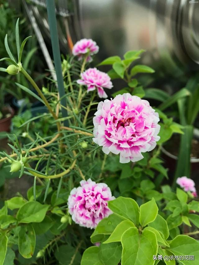 哪些花阳台好种植,哪些花阳台好种植呢