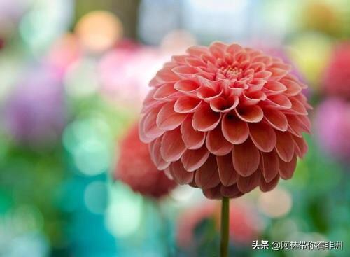 花卉种植实习计划?花卉种植实践报告!