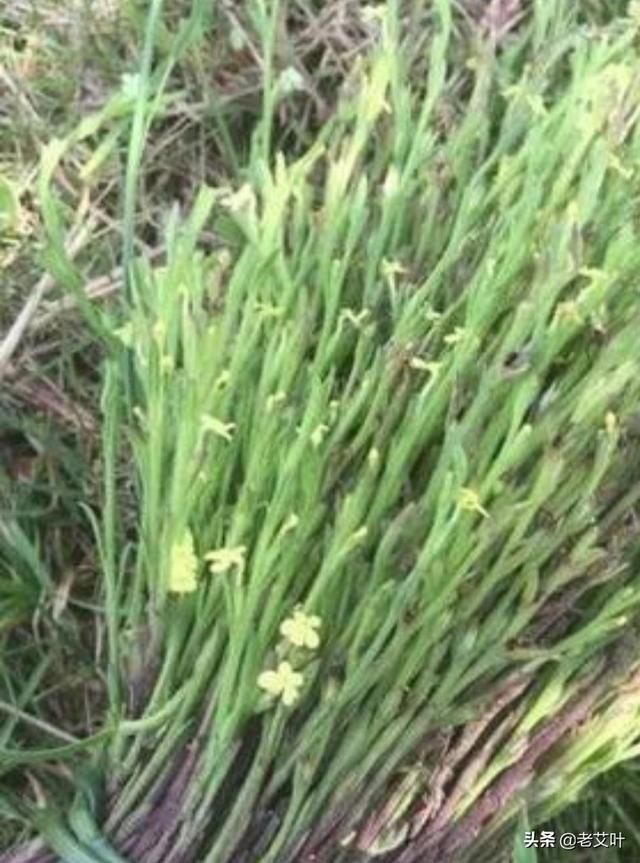 荒草地种植什么-荒草地种植什么不用打理