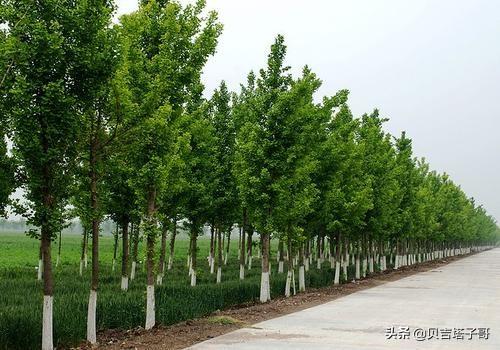 北方园林树木种类-北方园林树木种类有哪些