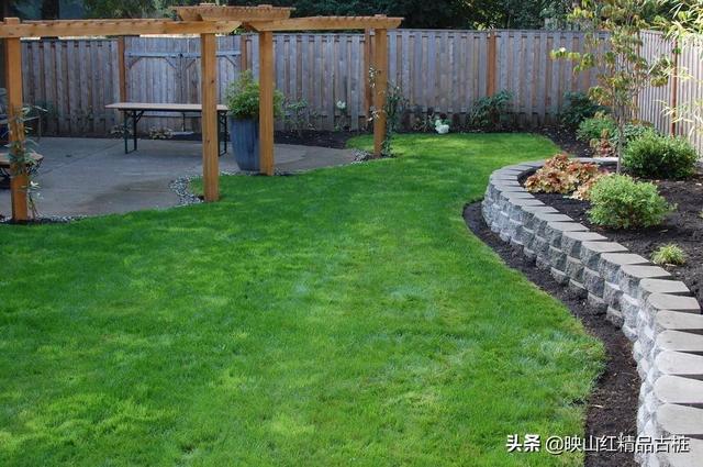 家庭种植草坪选什么品种好,第1张