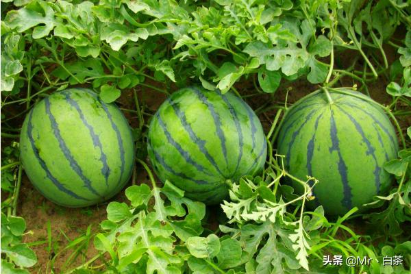 种植西瓜的方法，种植西瓜的方法与技术