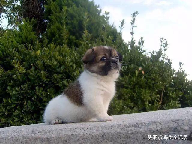 什么狗最忠誠?什么狗最忠誠護主又好養又聰明!