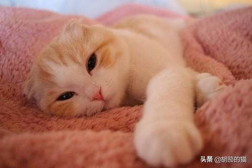 猫咪猫癣怎么办，求各位资深猫奴支招,第1张