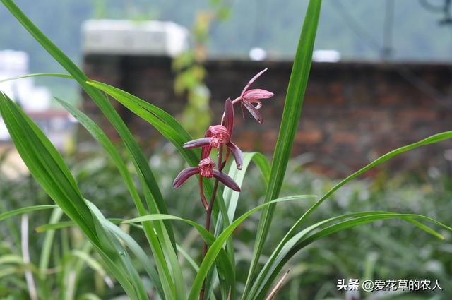 花卉组培课程?花卉组培技术!