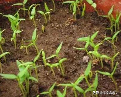 当学生面吃泔水剩饭