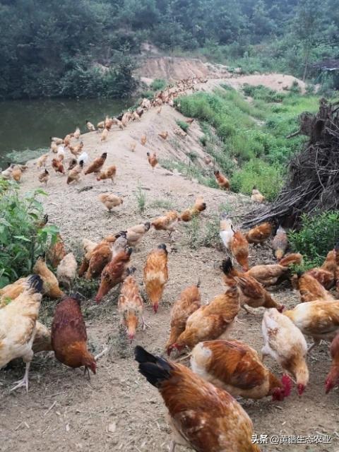 淫羊藿提取物在饲料上的添加-