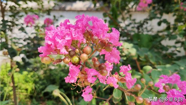 庭院吉祥花卉有哪些? 庭院吉祥花卉有哪些图片!