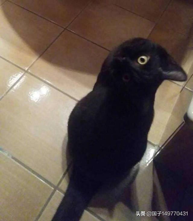 为什么家里不可以养纯黑猫
