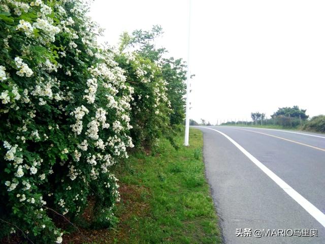 云南丽江市古城区摘枇杷民宿帮忙推荐几个,丽江附近哪里有果园采摘