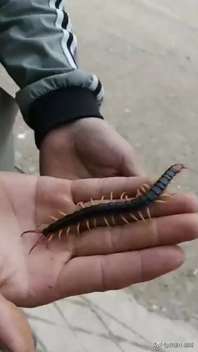 湖北荆门京山市粮食价格，荆门粮食多少钱一斤