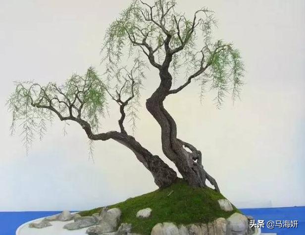 [多枝柽柳]多枝柽柳（红柳）的基本特性是什么？