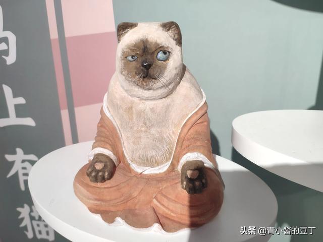 准备去接领养的猫咪，需要带些什么呢,第9张