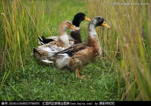 我想在农村养鸭子，能挣钱吗，有哪些经验分享吗？