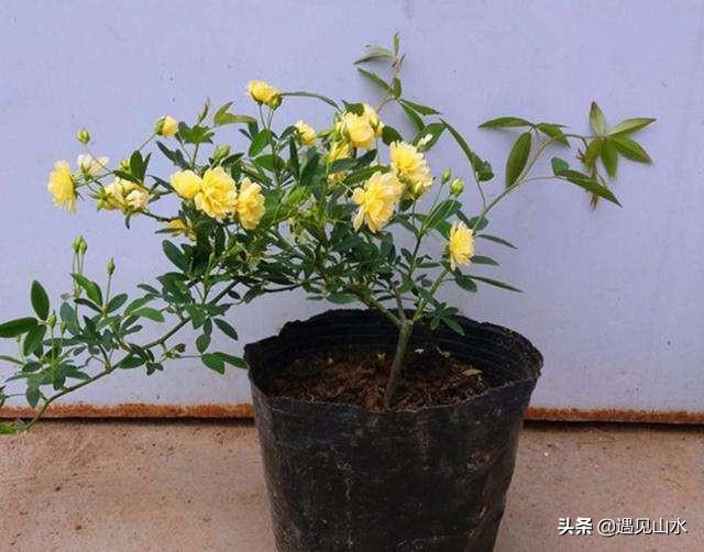 花木养护员怎么样