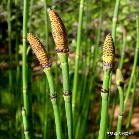 萝卜茎叶有什么功效