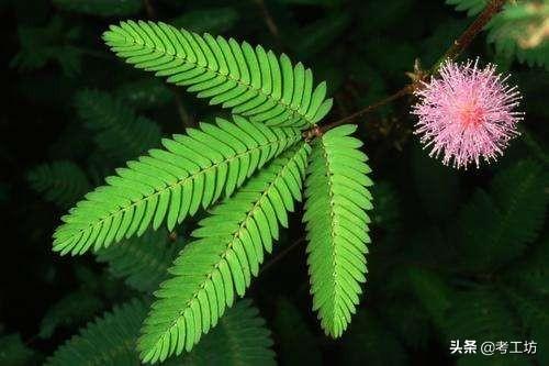 含羞草种子种植方法，含羞草种子种植方法步骤