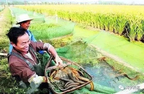 浙江黄稻田鳝养殖-浙江黄稻田鳝养殖基地在哪