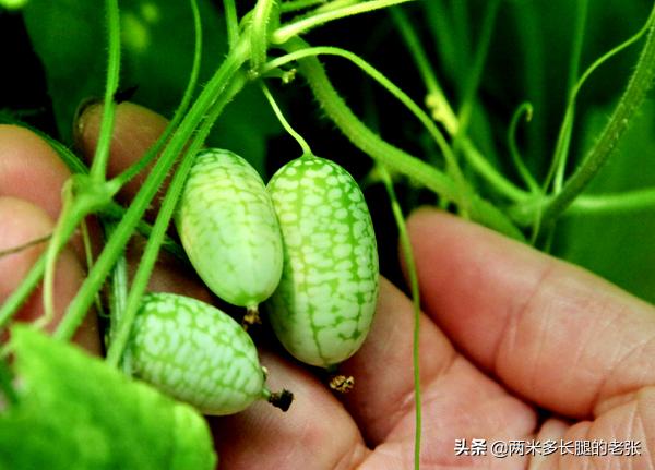 蔬菜种子阳台种植，蔬菜种子阳台种植方法