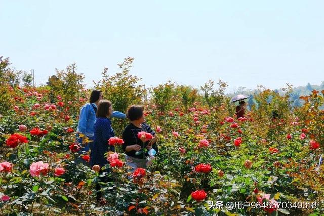 广安植物花卉基地?广安植物花卉基地在哪里!