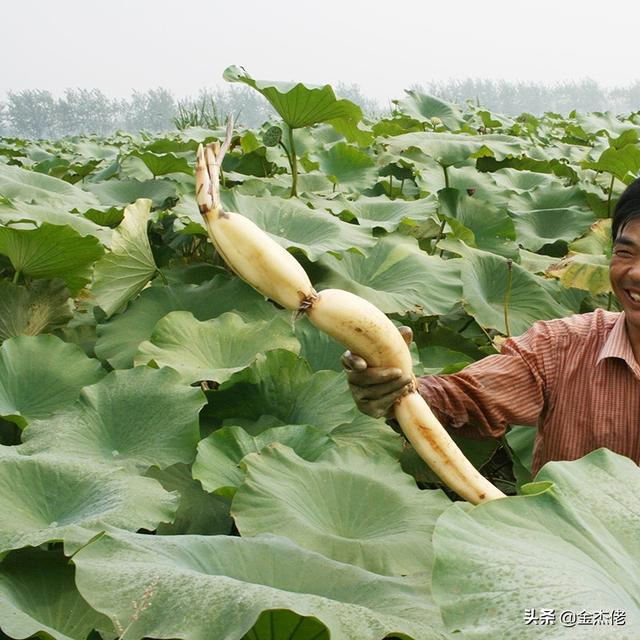 农村种植致富项目? 农村种植致富项目大全!