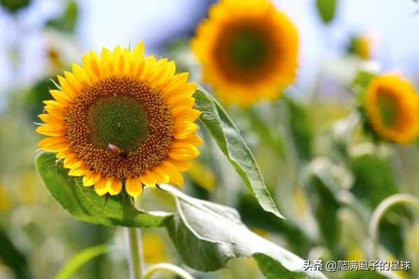 葵花种植方法，葵花种植方法和时间