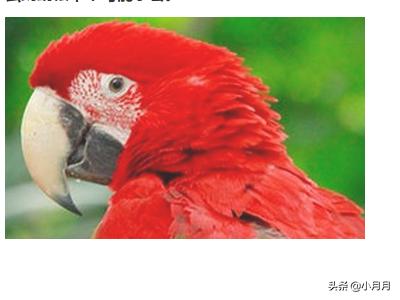 如何训练鹦鹉说话,第3张