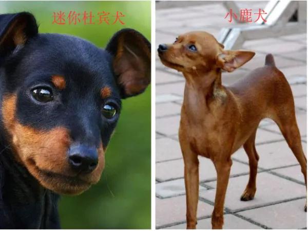 迷你杜宾跟小鹿犬区别