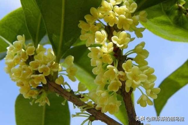 潢川的特产有哪些？：潢川桂花