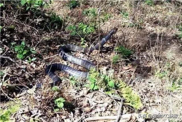 眼镜王蛇_眼镜王蛇和眼镜蛇的区别