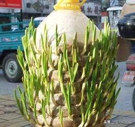 砖缝里种出大白菜（用什么方法种蔬菜？）