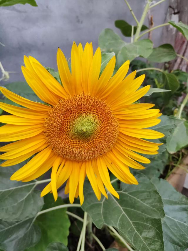 茄子视频懂你更多的话 茄子更加懂你app-第8张图片-随然AIR主题