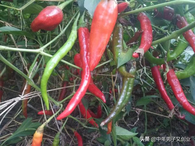 农家土菜做法大全集视频