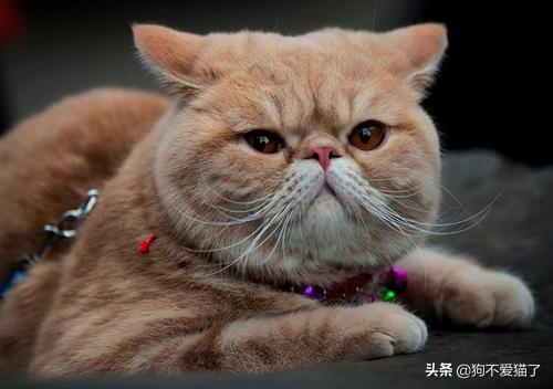 猫咪怎么吃不容易软便(图2)