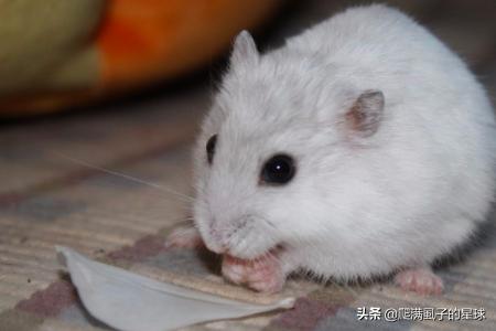 仓鼠喂养过程中上火怎么办,第3张