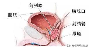 男人前列腺炎是怎么引起的(图1)