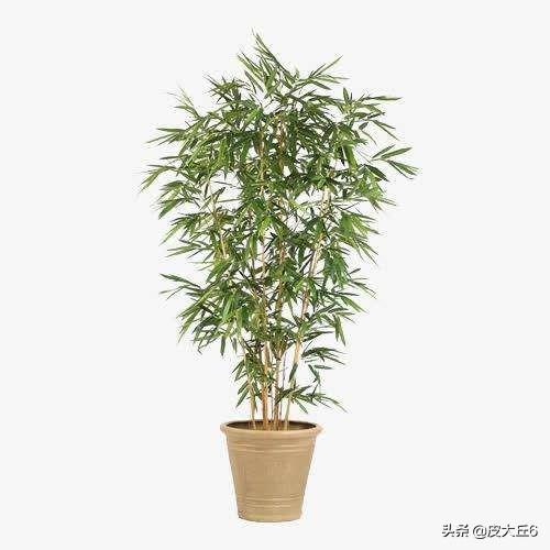 盆栽毛竹? 盆栽毛竹怎么养!