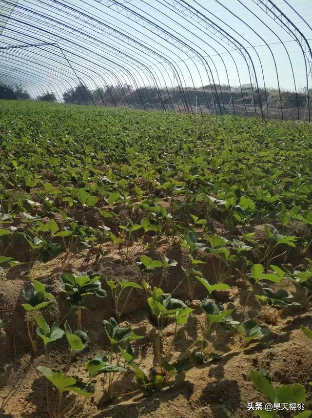 冬季草莓怎么种植管理,冬季草莓怎么种植管理视频