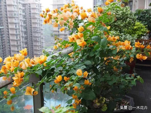 家里阳台适合种植什么花草,家里阳台适合种植什么花草风水好