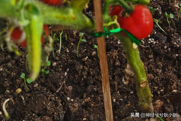 阳台番茄种植方法,阳台番茄种植方法和注意事项