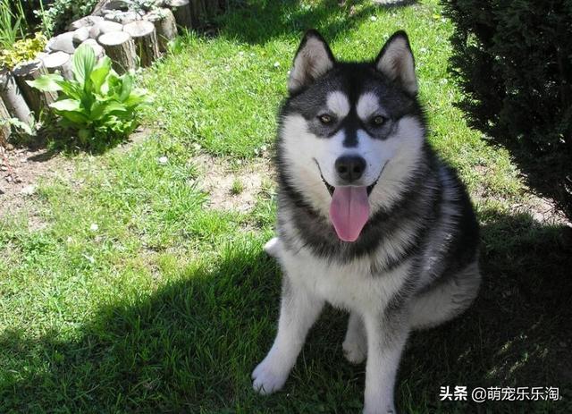 大型寵物狗品種大全?大型寵物狗品種大全及圖片!