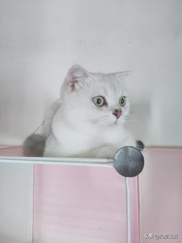 我家的猫咪为什么不愿意让人抱,第2张
