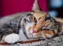 猫咪莫名变瘦了是怎么回事