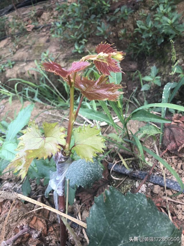 果园水果葡萄种植技术视频,果园水果葡萄种植技术视频教程